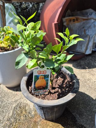 왕대추님의 자유주제 · 자유게시판 작성글 사진