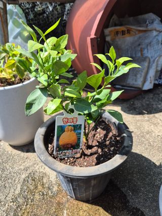 왕대추님의 자유주제 · 자유게시판 작성글 사진