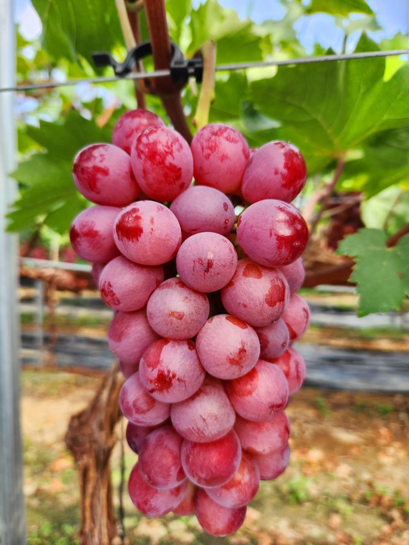 장터 상품 [4키로(샤인,홍주)] 썸네일