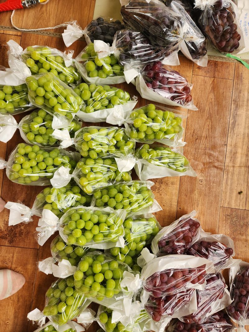 한상숙님의 장터 판매 상품 [4키로(샤인,홍주)] 첨부 사진