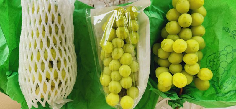 한상숙님의 장터 판매 상품 [4키로(샤인,홍주)] 첨부 사진