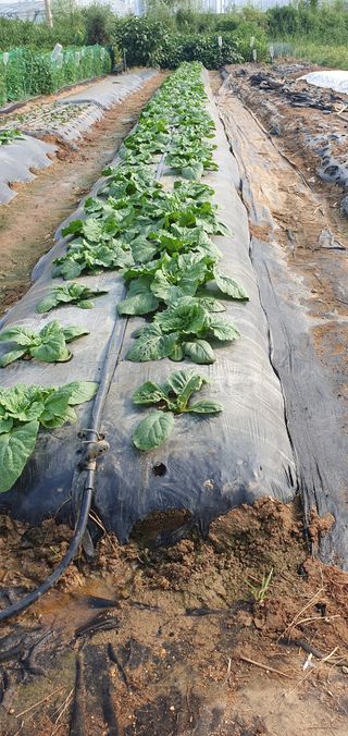 김익중님의 배추 · 병해충상담 작성글 사진