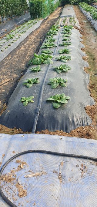 김익중님의 배추 · 병해충상담 작성글 사진