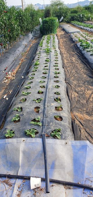 김익중님의 배추 · 병해충상담 작성글 사진