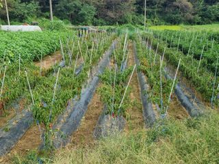 들꽃농장님의 자유주제 · 자유게시판 작성글 사진