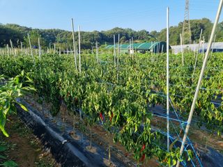 들꽃농장님의 자유주제 · 자유게시판 작성글 사진