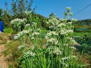 들꽃농장님의 자유주제 · 자유게시판 작성글 사진