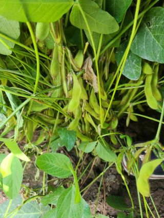 농군님의 유해동물 퇴치하는 비법 공유해주세요 · 참여글 작성글 사진