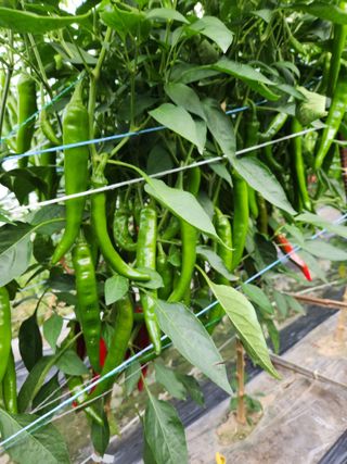 농군님의 유해동물 퇴치하는 비법 공유해주세요 · 참여글 작성글 사진