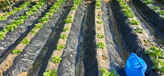 합천군용주면김용호님의 자유주제 · 자유게시판 작성글 사진