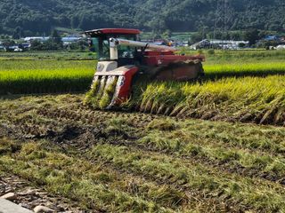 윤재하님의 벼 · 영농일지 작성글 사진