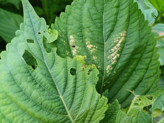 윤무섭님의 농사, 무엇이든 물어보세요! · 참여글 작성글 사진
