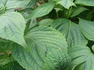 윤무섭님의 농사, 무엇이든 물어보세요! · 참여글 작성글 사진