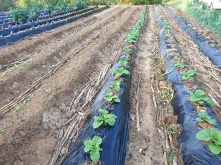 샤이니바다님의 배추 · 영농일지 작성글 사진