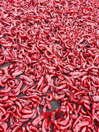 둥이농장(김준태)님의 자유주제 · 자유게시판 작성글 사진