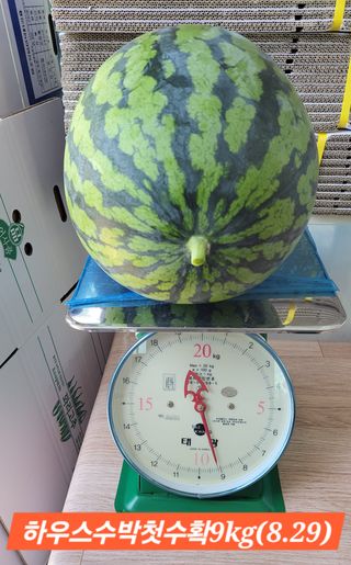 두원리 산막골농부님의 자유주제 · 자유게시판 작성글 사진