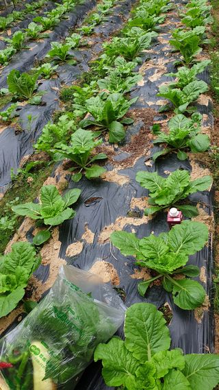 마늘양파참님의 배추 · 영농일지 작성글 사진
