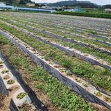 팜모닝 배추·영농일지 게시글 이미지