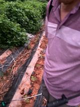 팜모닝 배추·영농일지 게시글 이미지