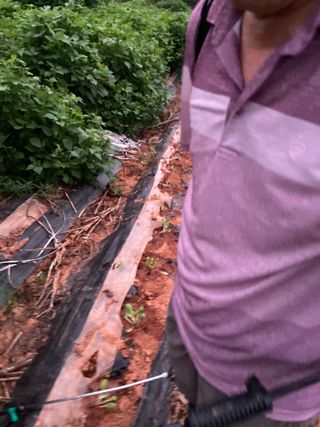 희아산매실님의 배추 · 영농일지 작성글 사진