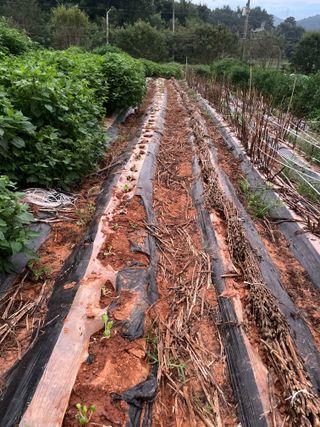 희아산매실님의 배추 · 영농일지 작성글 사진