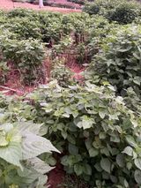 팜모닝 들깨·영농일지 게시글 이미지