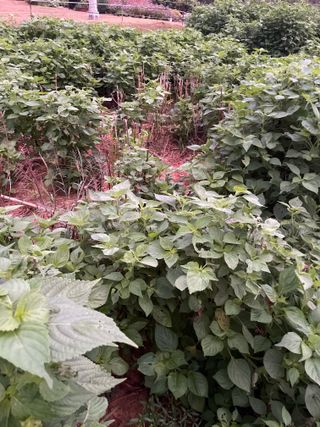 희아산매실님의 들깨 · 영농일지 작성글 사진