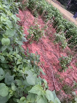 희아산매실님의 들깨 · 영농일지 작성글 사진