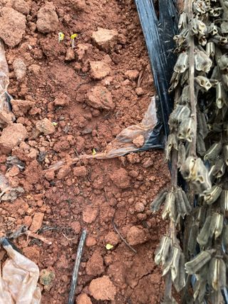 희아산매실님의 배추 · 영농일지 작성글 사진