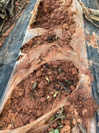 희아산매실님의 배추 · 영농일지 작성글 사진