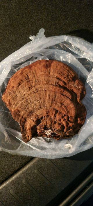 010-4617 님의 유해동물 퇴치하는 비법 공유해주세요 · 참여글 작성글 사진