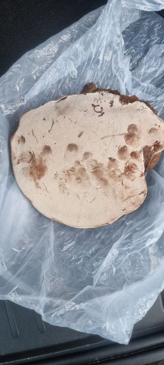 010-4617 님의 유해동물 퇴치하는 비법 공유해주세요 · 참여글 작성글 사진