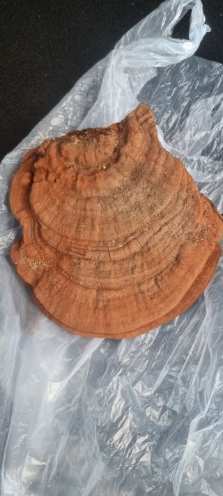 010-4617 님의 유해동물 퇴치하는 비법 공유해주세요 · 참여글 작성글 사진