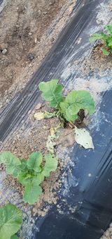 팜모닝 기타작물·병해충상담 게시글 이미지