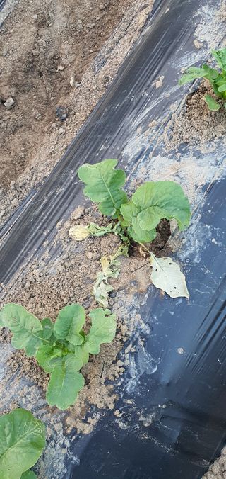 이상협님의 기타작물 · 병해충상담 작성글 사진