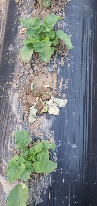 이상협님의 기타작물 · 병해충상담 작성글 사진