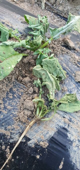 이상협님의 기타작물 · 병해충상담 작성글 사진