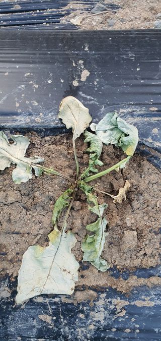 이상협님의 기타작물 · 병해충상담 작성글 사진