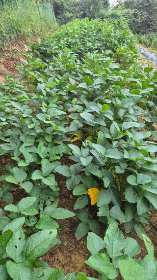 최기철님의 콩 · 영농일지 작성글 사진