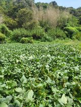 팜모닝 콩·영농일지 게시글 이미지