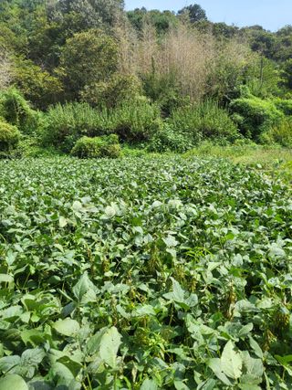 최문열님의 콩 · 영농일지 작성글 사진