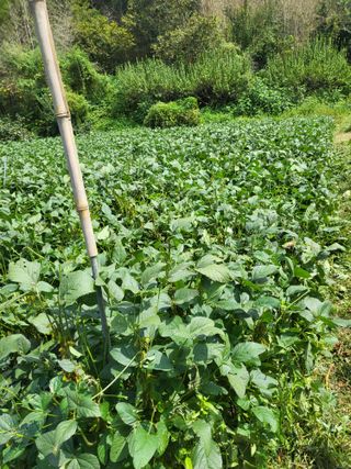 최문열님의 콩 · 영농일지 작성글 사진