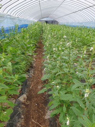 허굴산농장님의 자유주제 · 자유게시판 작성글 사진