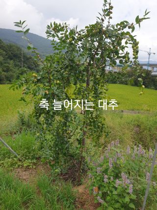 허굴산농장님의 자유주제 · 자유게시판 작성글 사진
