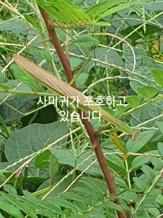 허굴산농장님의 자유주제 · 자유게시판 작성글 사진
