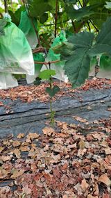 팜모닝 자유주제·자유게시판 게시글 이미지