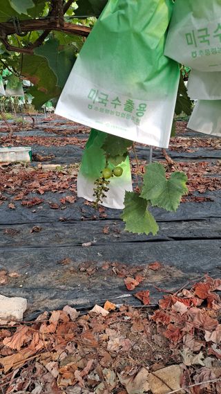 이승헌님의 자유주제 · 자유게시판 작성글 사진