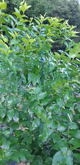 팜모닝 팜모닝·출석 게시글 이미지