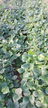 팜모닝 자유주제·자유게시판 게시글 이미지