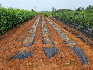 강창원님의 배추 · 영농일지 작성글 사진
